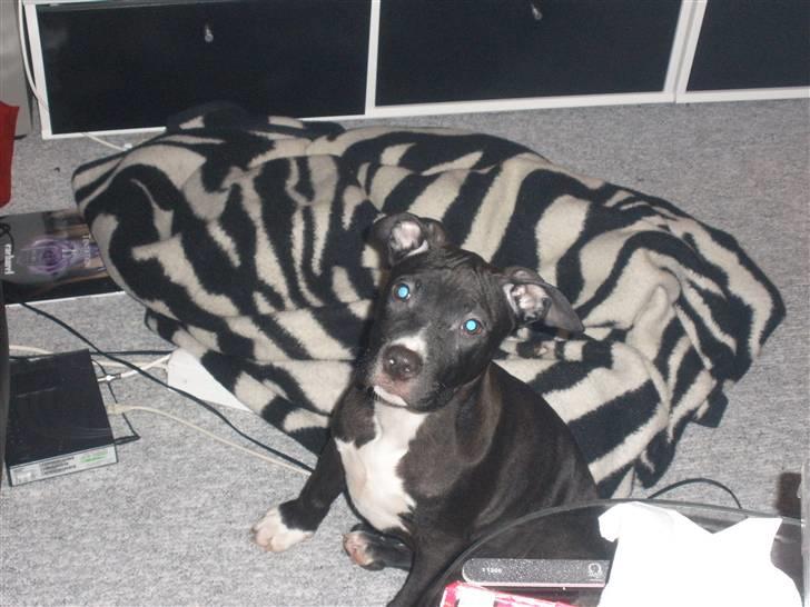 Amerikansk staffordshire terrier Kaoz billede 1