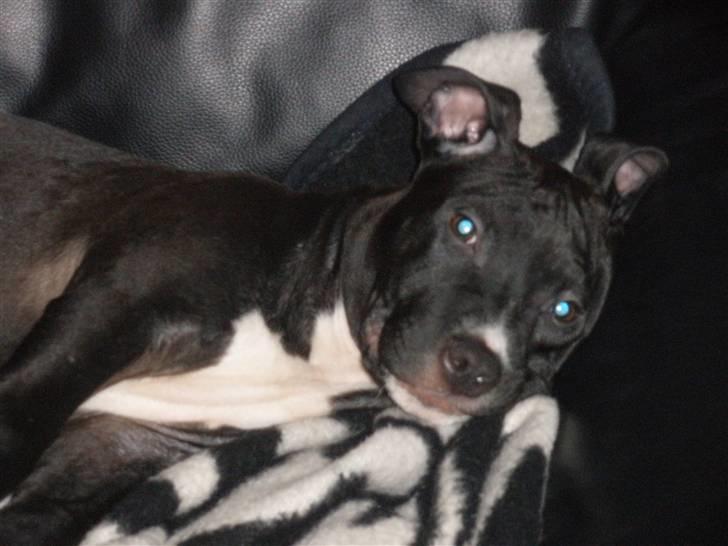 Amerikansk staffordshire terrier Kaoz billede 2