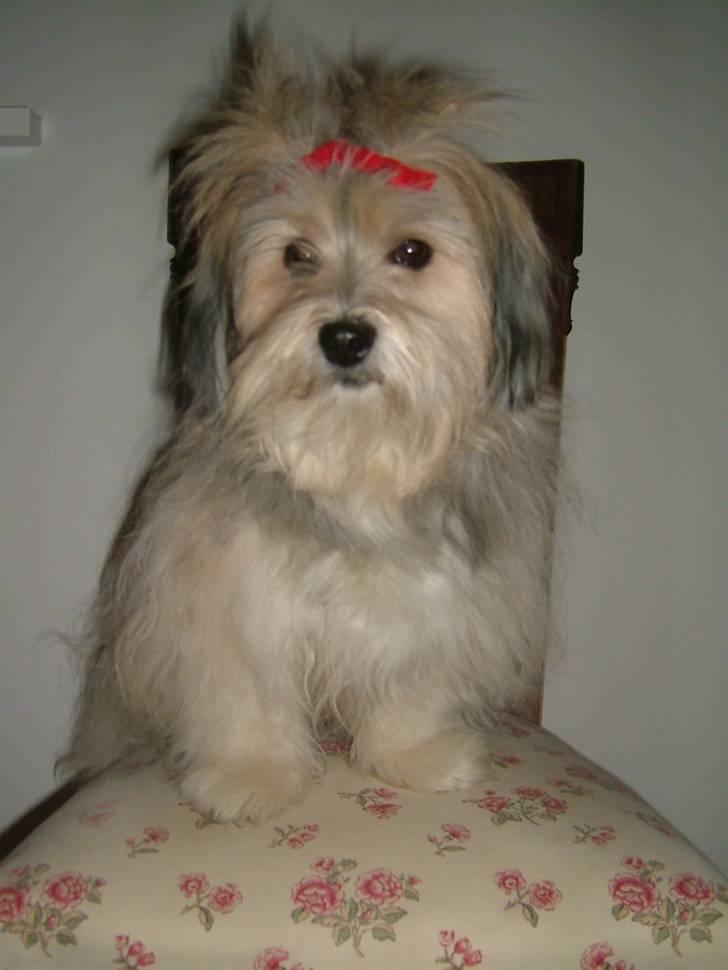 Bichon havanais Gucci - Gucci med julespænder. billede 17