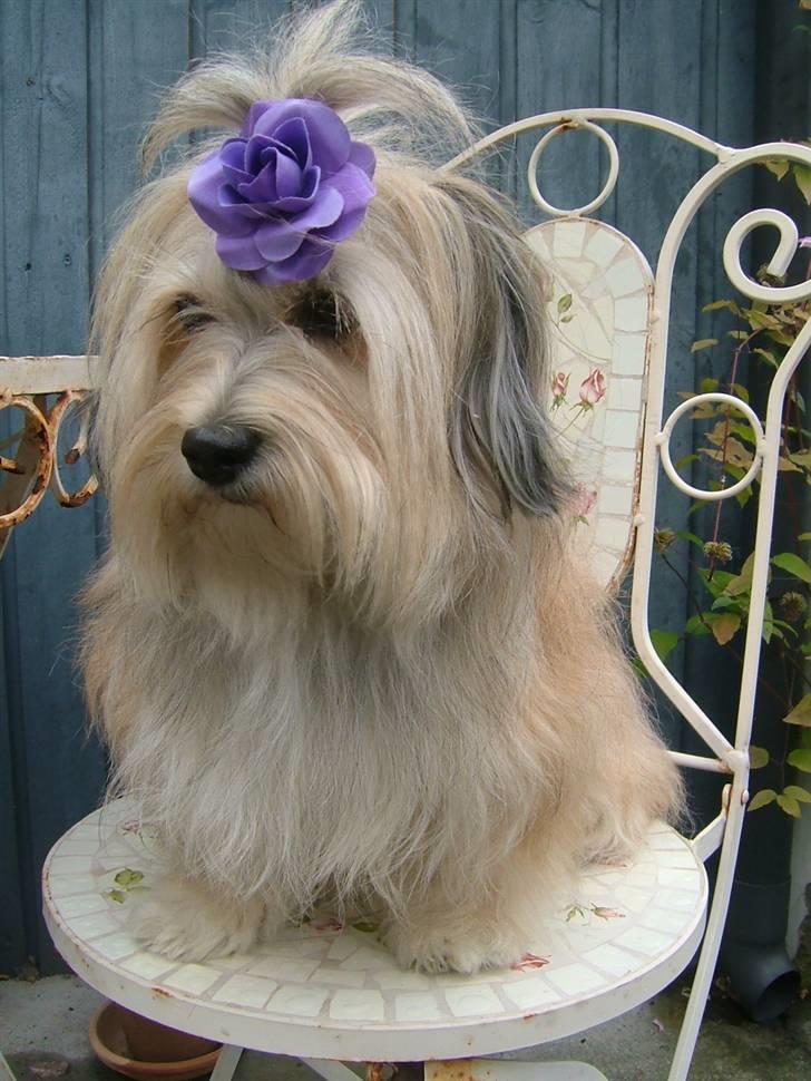 Bichon havanais Gucci - Gucci med sommer-blomst i håret billede 18