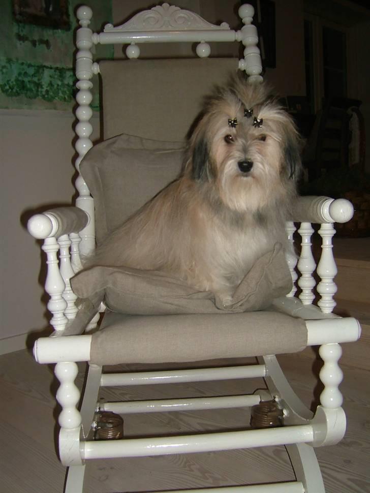Bichon havanais Gucci - Gucci tager en tur i gyngestolen. billede 19