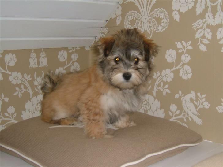 Bichon havanais Gucci - Baby-Gucci billede 20