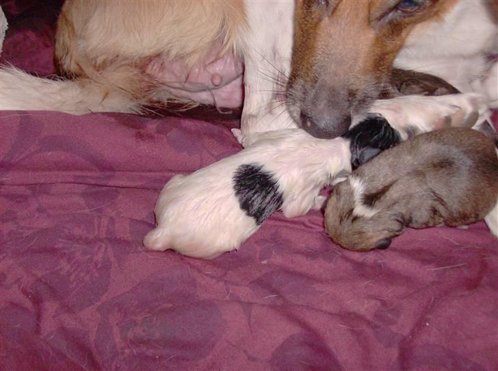 Blanding af racer Masha billede 1