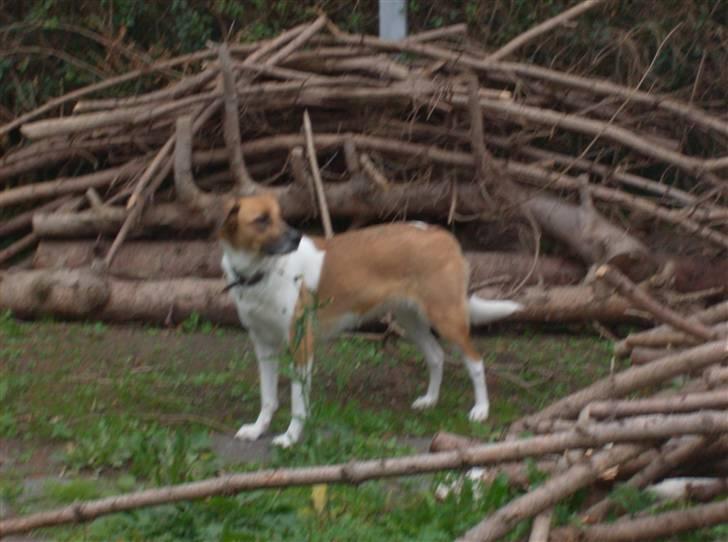 Blanding af racer Masha billede 2