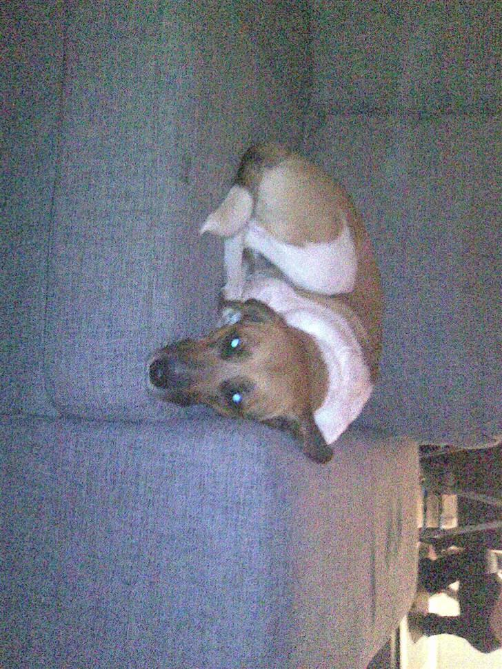 Blanding af racer Masha billede 3