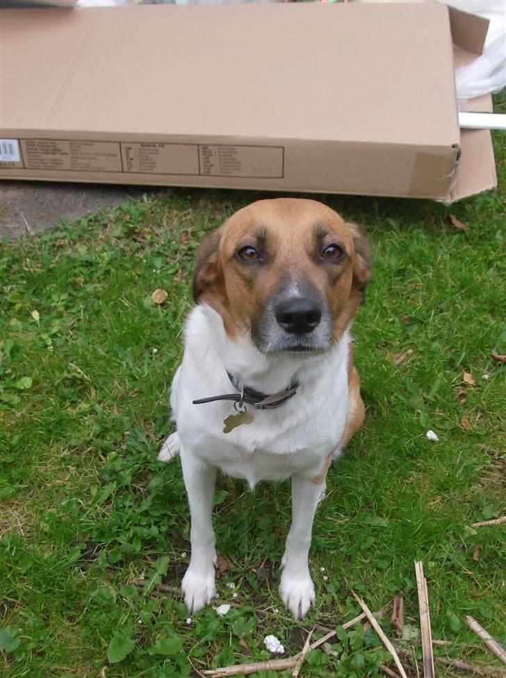 Blanding af racer Masha billede 4