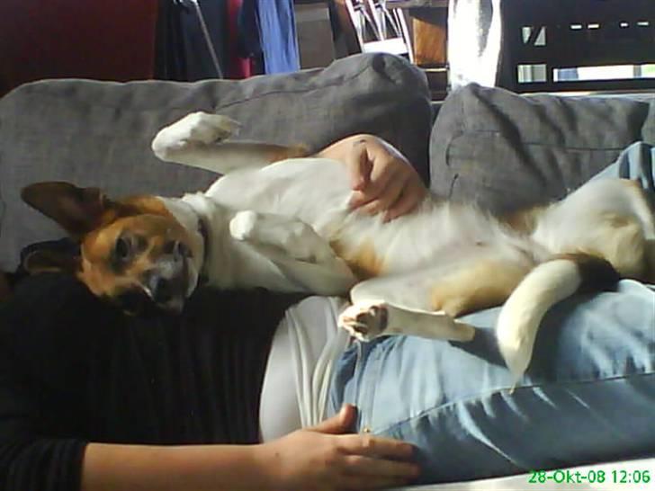 Blanding af racer Masha billede 5