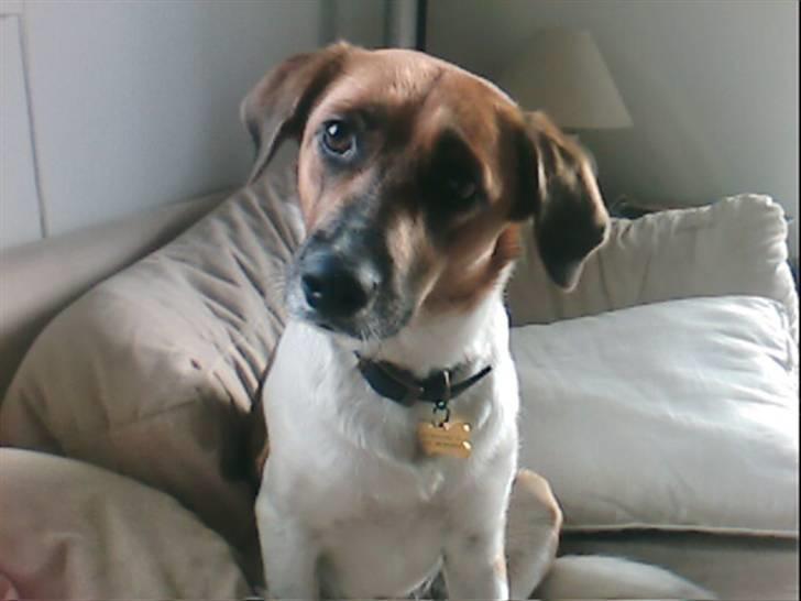 Blanding af racer Masha billede 6