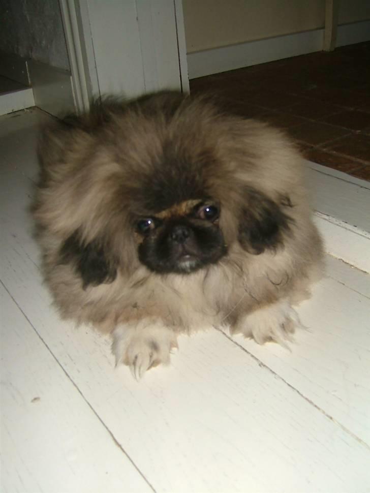 Pekingeser Buddha - Buddha 4 mdr. gammel. billede 2