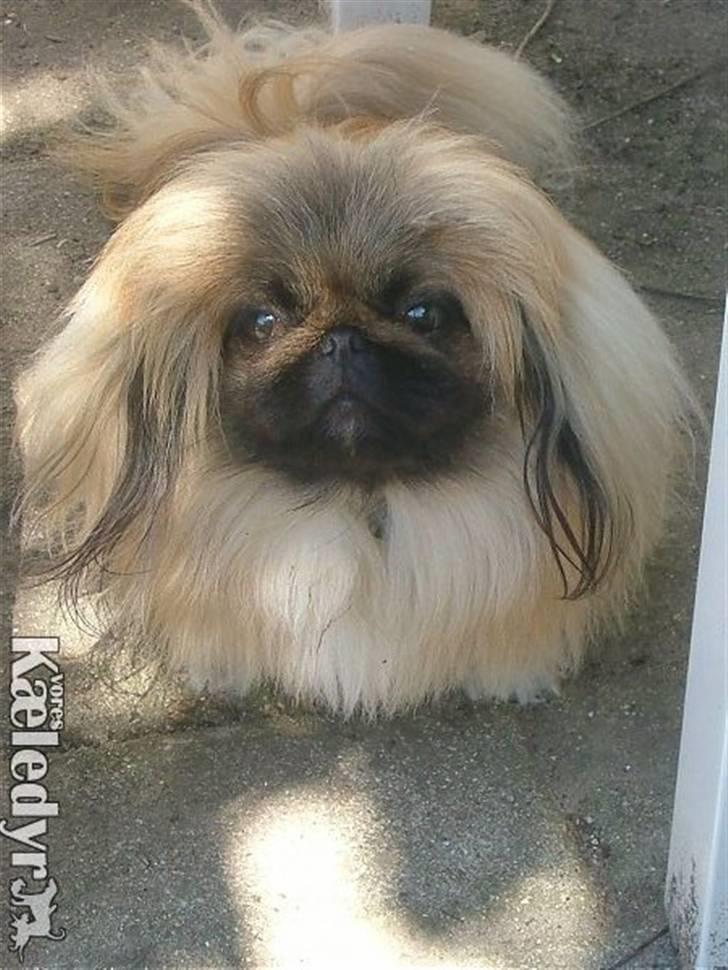 Pekingeser Buddha - Buddha 1 år. billede 3
