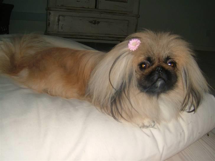 Pekingeser Buddha - Buddha med blomst i håret. billede 4