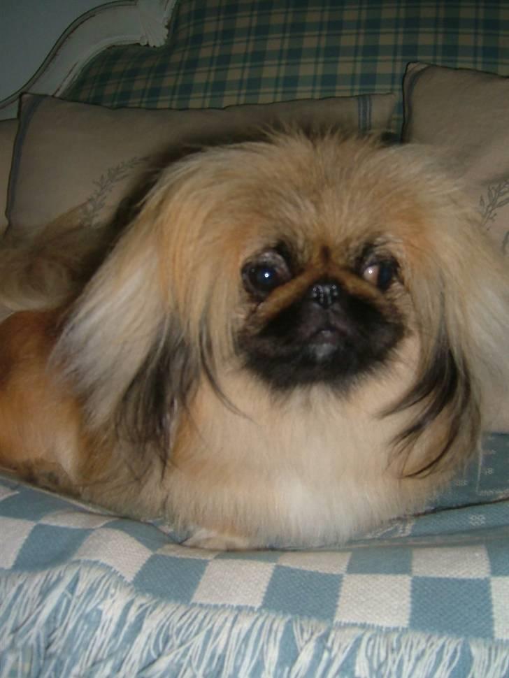 Pekingeser Buddha - Buddha 1 år. billede 5