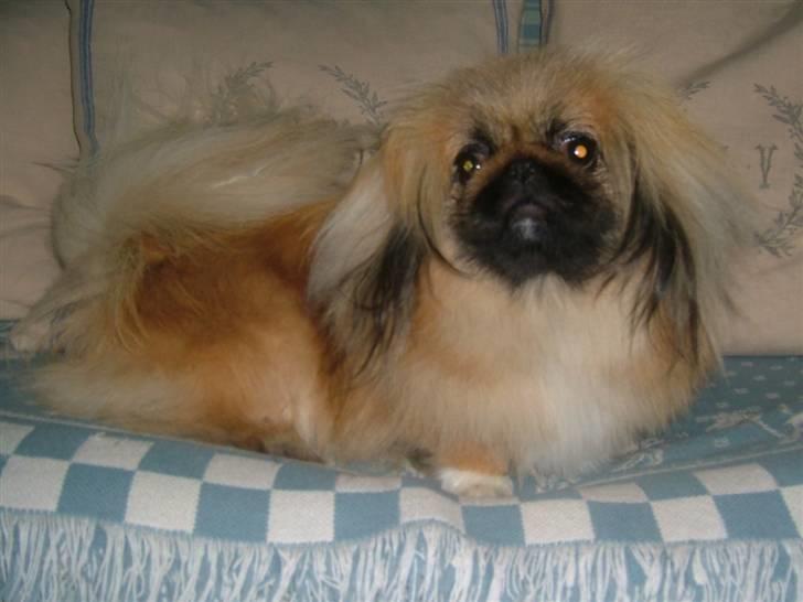 Pekingeser Buddha - Buddha i sofa. billede 6