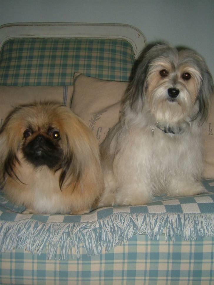 Pekingeser Buddha - Buddha med sin bedste veninde - Gucci som er en Bichon havanais billede 7