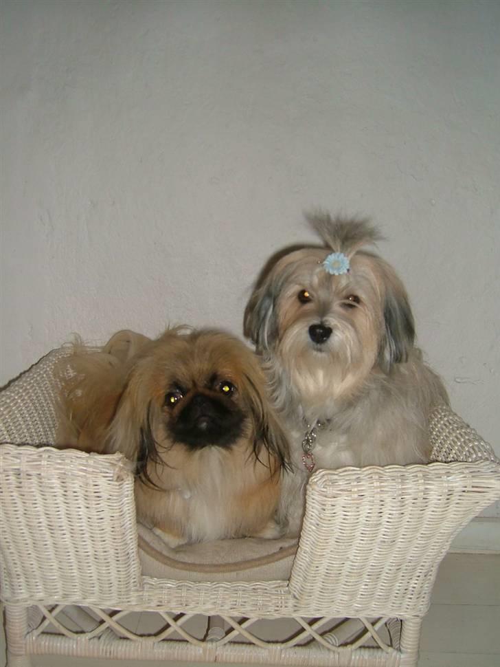 Pekingeser Buddha - Buddha deler gerne kurv med Gucci billede 8