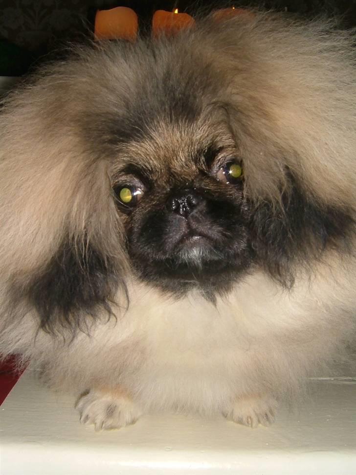 Pekingeser Buddha - Baby-Buddha billede 9