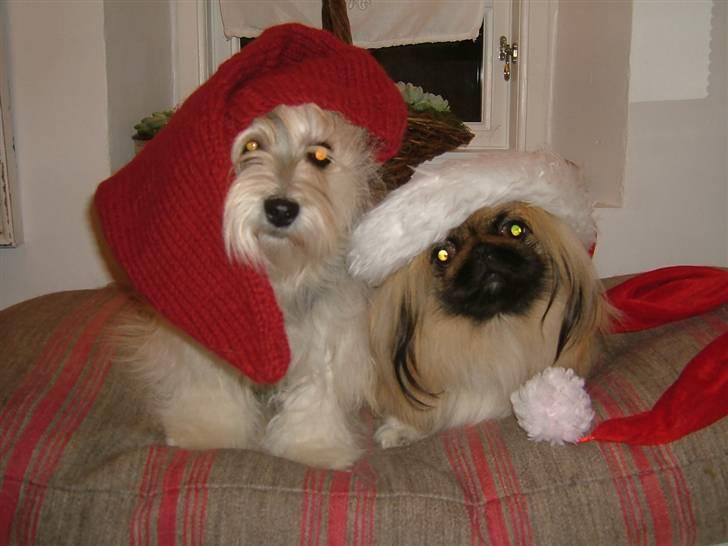 Pekingeser Buddha - Gucci & Buddha julen 2008. billede 10