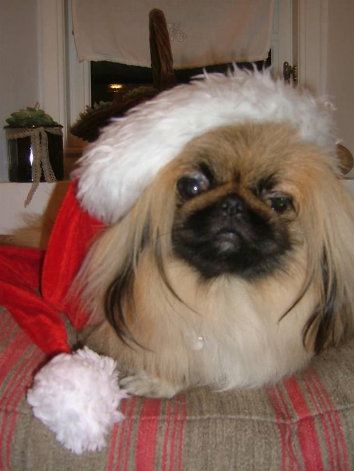 Pekingeser Buddha - Buddha julen 2008. billede 11