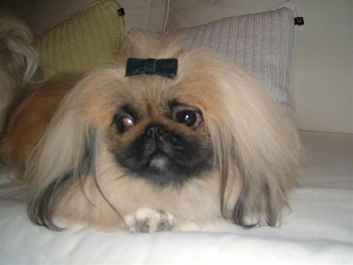 Pekingeser Buddha - Hvem siger at pekingeser ikke kan ha´ sløjfe i håret? billede 12