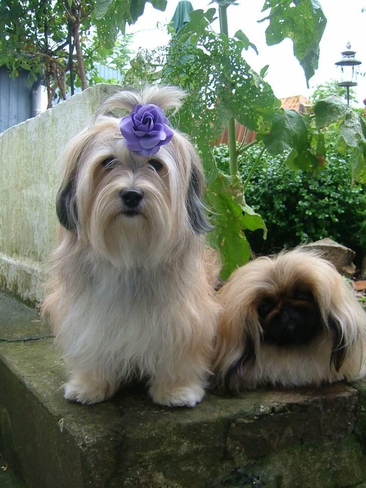 Pekingeser Buddha - Gucci & Buddha sommeren 2009 billede 13