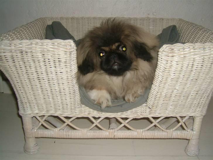 Pekingeser Buddha - Buddha i kurv. billede 14