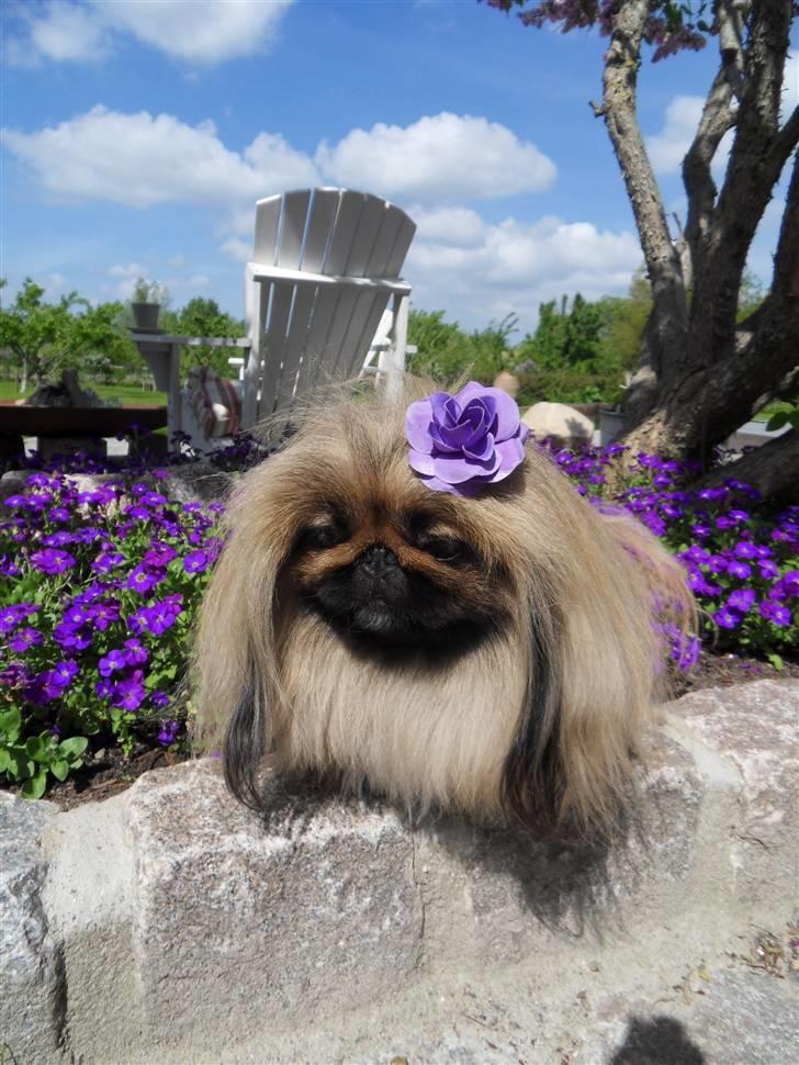 Pekingeser Buddha - Buddha 3 år billede 15