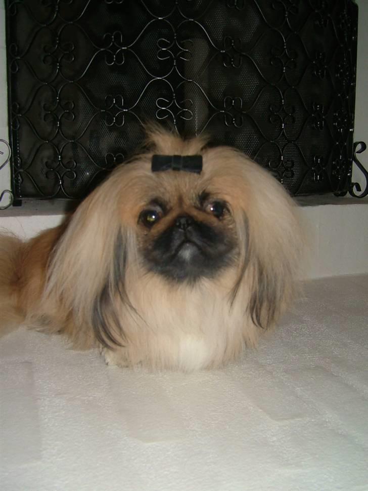 Pekingeser Buddha - Buddha foran kaminen. billede 16