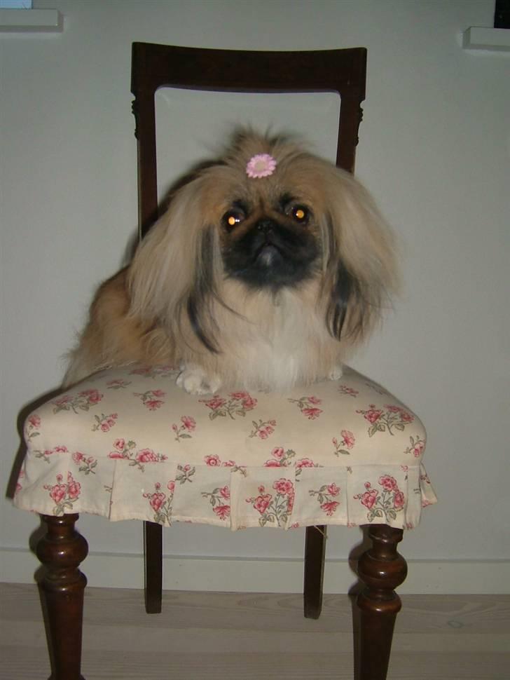 Pekingeser Buddha - Buddha på stol. billede 17