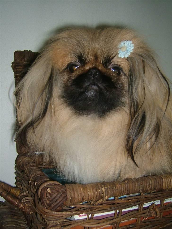 Pekingeser Buddha - Buddha i Kurv billede 18