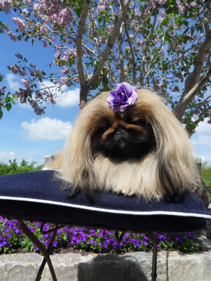 Pekingeser Buddha - Sommer-Buddha 2010 billede 19