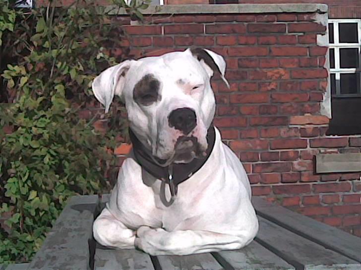 Amerikansk bulldog Ghetto Super Star* R.I.P - hehe en hund uden forben...........ej bare  Ghetto der ligger og nyder vinter solen billede 17