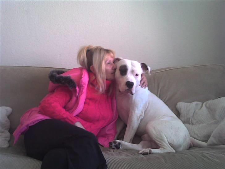 Amerikansk bulldog Ghetto Super Star* R.I.P - mormor eeeeelsker sin Ghetto billede 18