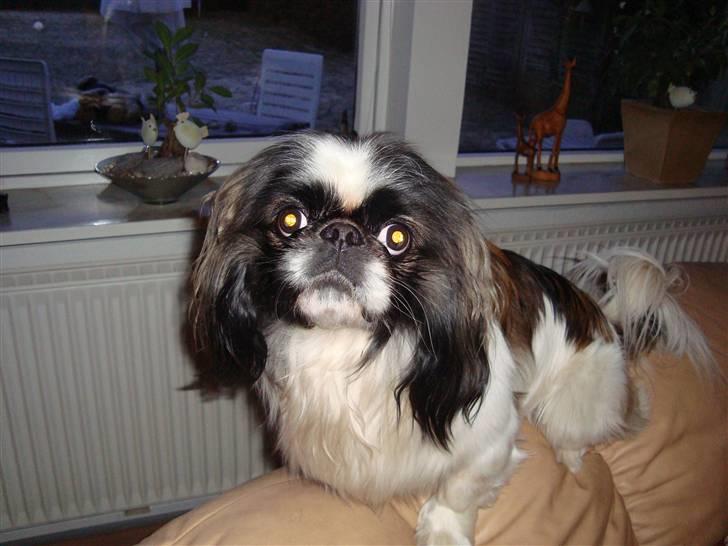 Pekingeser Merle R.I.P. 2006-2011 - Hejsa med dig.  billede 5
