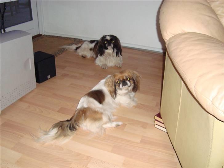 Pekingeser Merle R.I.P. 2006-2011 - Vi er ved at være trætte. Har leget i laaang tid nu. billede 6