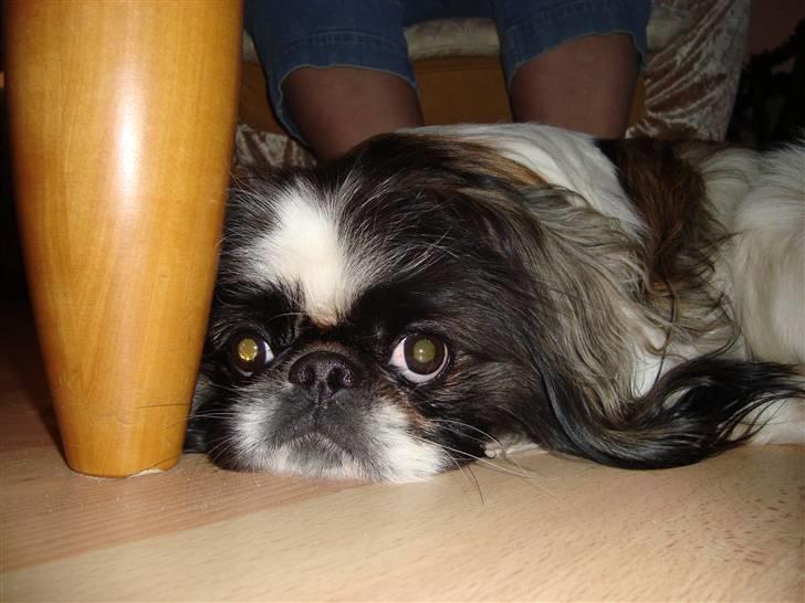 Pekingeser Merle R.I.P. 2006-2011 - Merle slapper lige, efter en legetur med søster :) billede 7