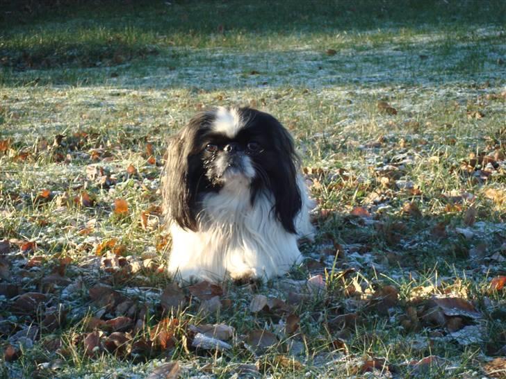 Pekingeser Merle R.I.P. 2006-2011 - Her ligger jeg jo godt. Smiler. billede 8