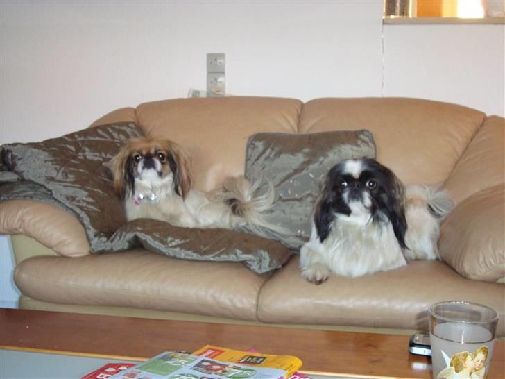 Pekingeser Merle R.I.P. 2006-2011 - Her ligger vi jo godt.  :) billede 9
