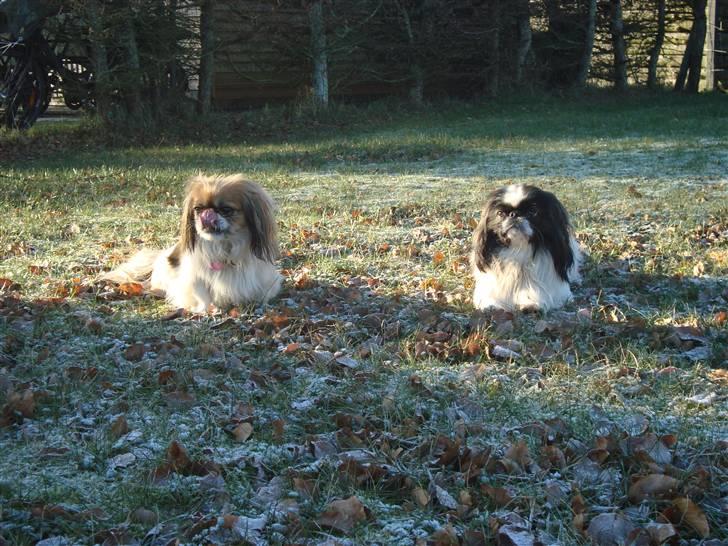 Pekingeser Merle R.I.P. 2006-2011 - Hmm her ligger vi og slapper igen hihi..Det er hårdt at ha søster på besøg.  billede 10
