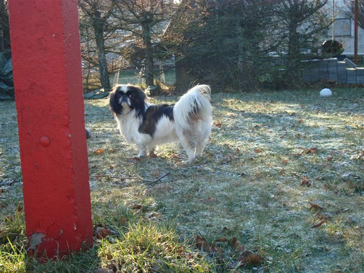 Pekingeser Merle R.I.P. 2006-2011 - Skal i ta` billeder a mig HELE tiden.  billede 11