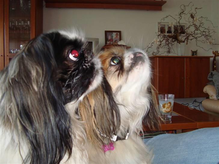 Pekingeser Merle R.I.P. 2006-2011 - Er der nogle godbidder? vov. billede 12