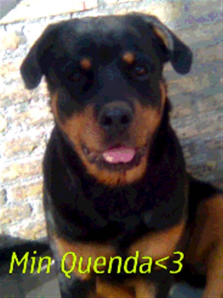 Rottweiler Kennel Heitah's Quenda - Quenda<3 billede 1