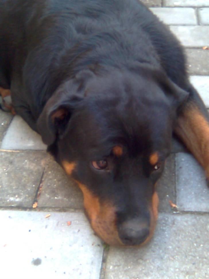 Rottweiler Kennel Heitah's Quenda - Så smuk billede 2