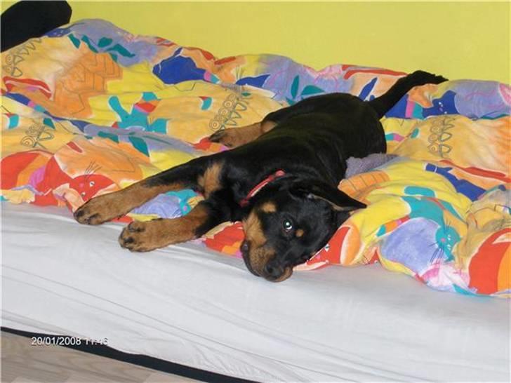 Rottweiler Kennel Heitah's Quenda - Darlingen billede 3
