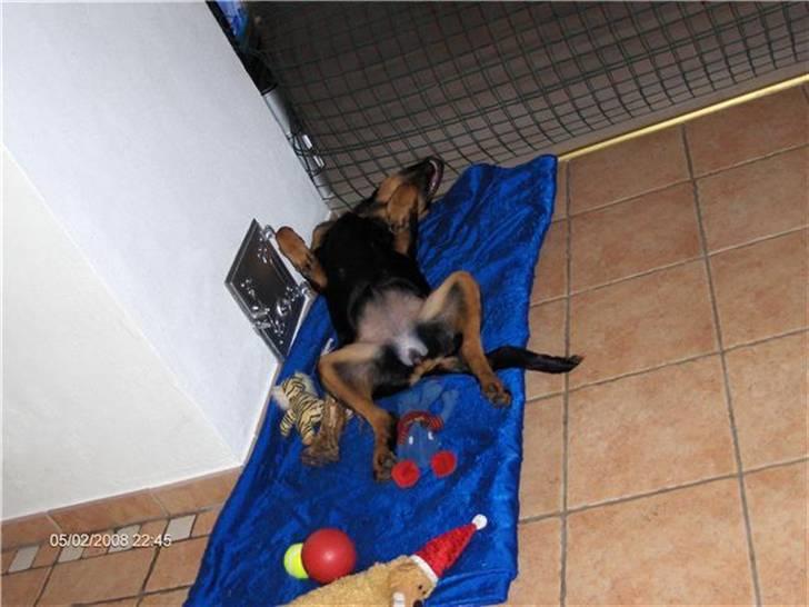 Rottweiler Kennel Heitah's Quenda - Sovetryne;D billede 4