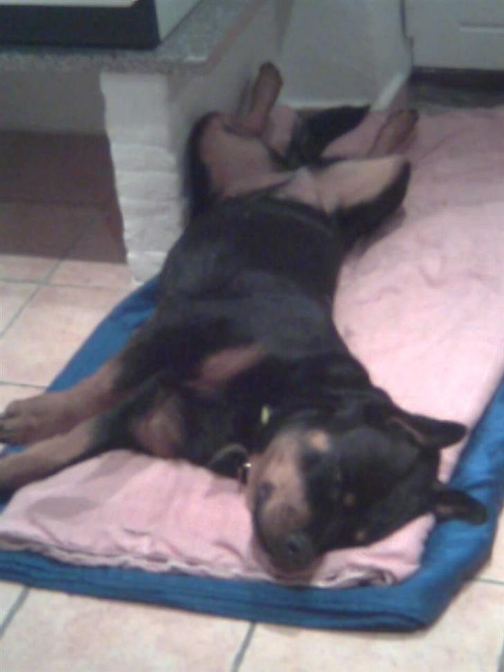 Rottweiler Kennel Heitah's Quenda - Sådan sover Frynsen billede 5