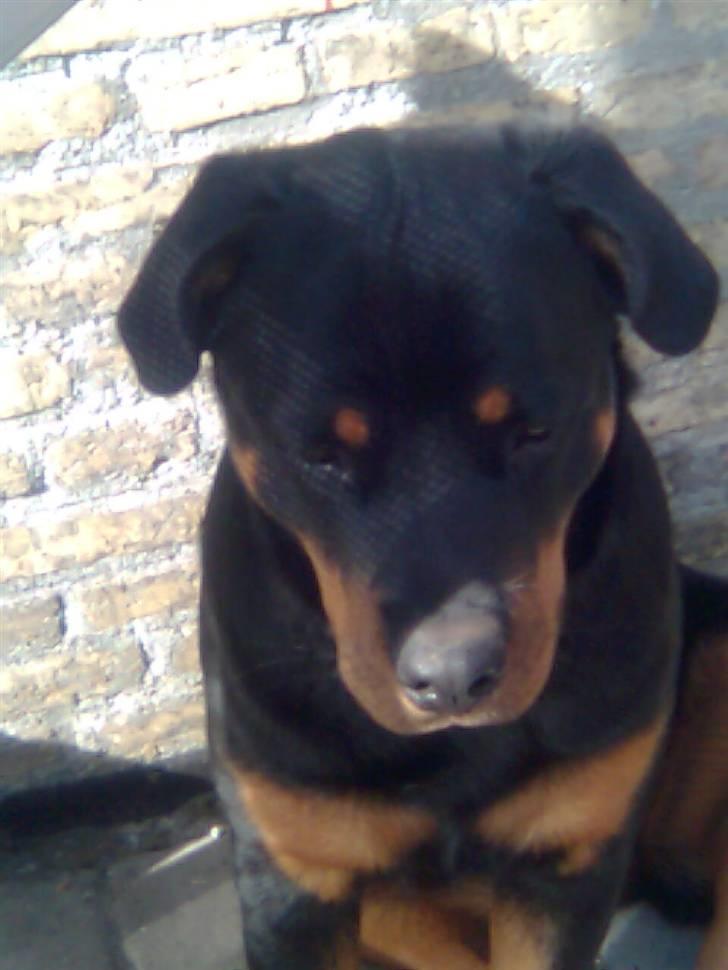 Rottweiler Kennel Heitah's Quenda billede 6