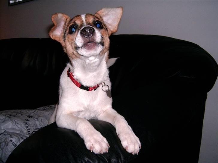 Dansk svensk gaardhund Cika R.I.P. - Jeg gør snart af dig hvis ikk`du fjerner det kamera... billede 6