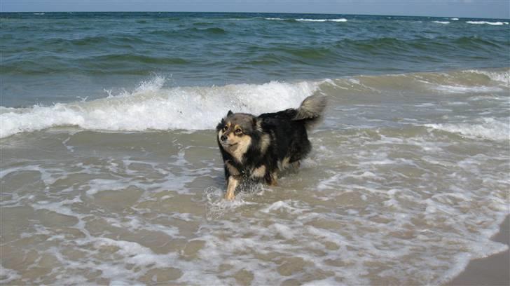 Finsk lapphund Lapinlempi Mille billede 4
