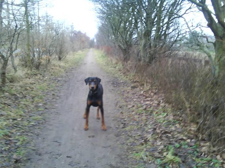 Dobermann Cæsar billede 11