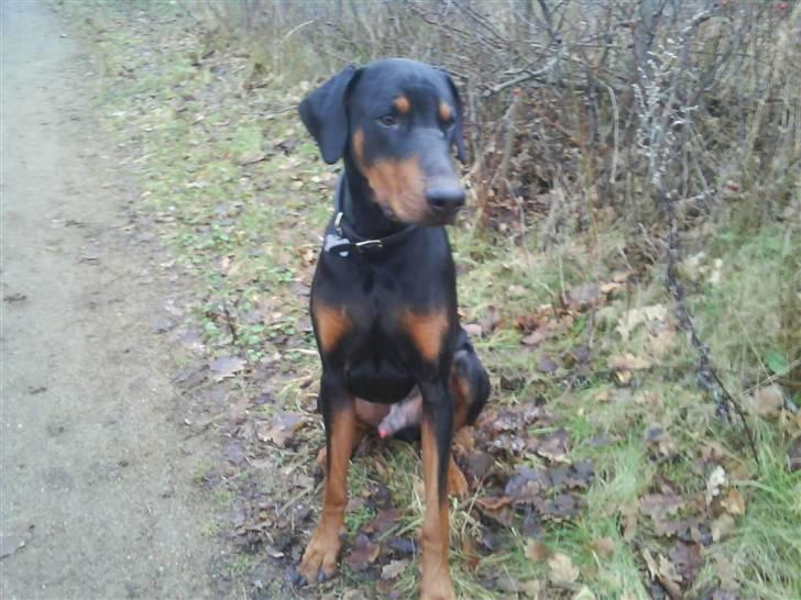 Dobermann Cæsar billede 12